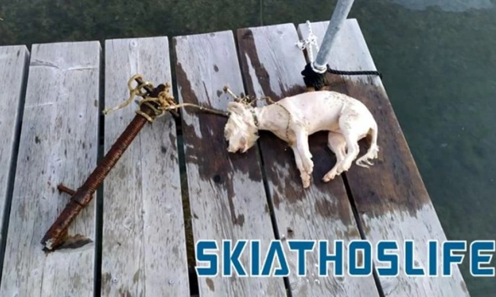 Τερατώδες έγκλημα στην Σκιάθο – Έδεσαν σκυλάκι σε σωλήνα και το έπνιξαν